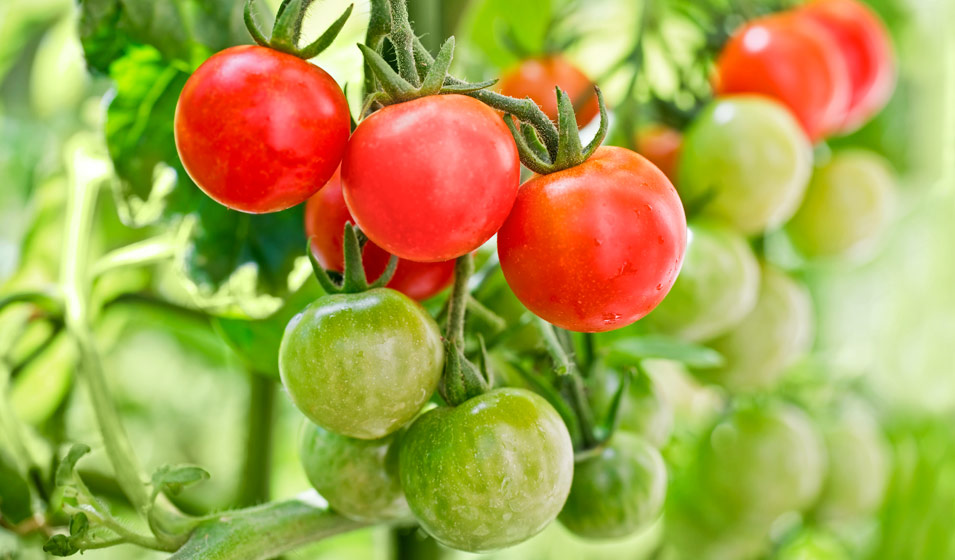 Tomate 1